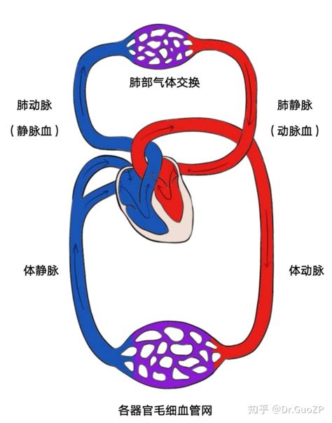 血液循环简图|血液循环图